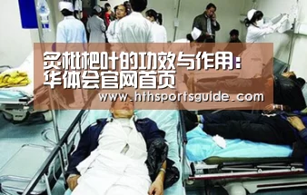 炙枇杷叶的功效与作用：华体会官网首页(图1)